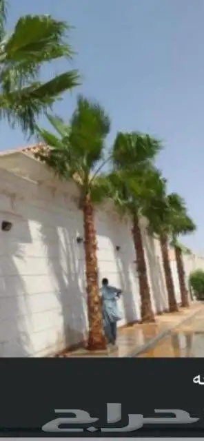 يوجد لدينا جميع انواع النخيل العربي ولواشنطن ابومروحه 5