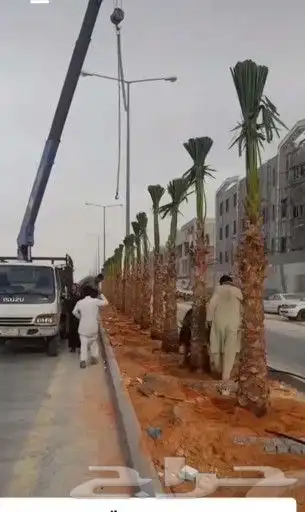 يوجد لدينا جميع انواع النخيل العربي ولواشنطن ابومروحه 1