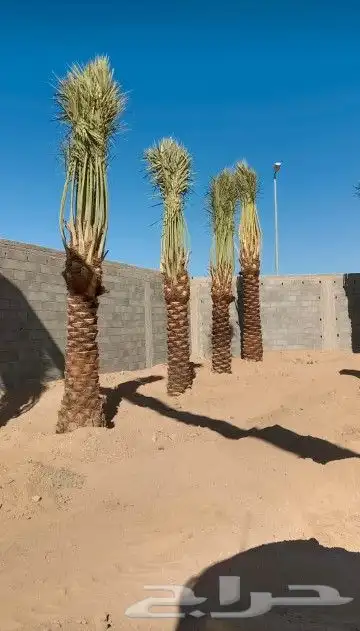 يوجد لدينا جميع انواع النخيل العربي ولواشنطن ابومروحه 0