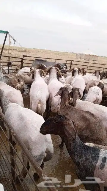 حلاقه مكينه للحلال 1