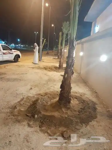 يوجد لدينا جميع انواع انخليل بأنواعها برحي خلاص هلالي صقعي م 2