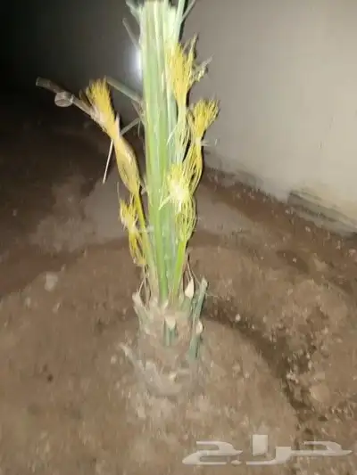يوجد لدينا جميع انواع النخيل العربي ولواشنطن ابومروحه 3
