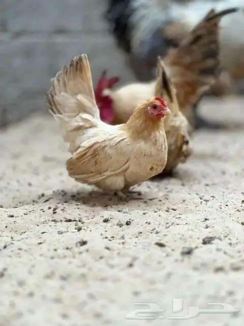 طقم دجاج جبانيز 0