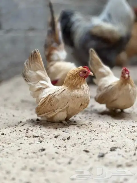طقم دجاج جبانيز 1