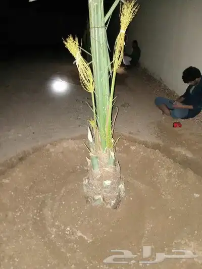 يوجد لدينا جميع انواع النخيل العربي ولواشنطن ابومروحه 2