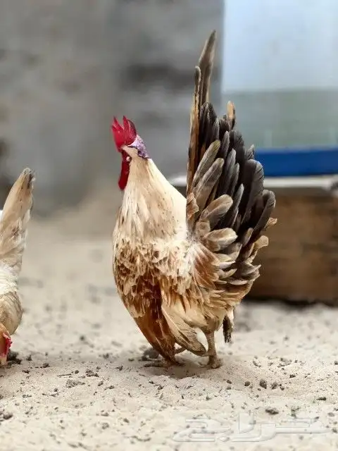 طقم دجاج جبانيز 2
