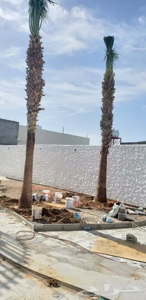 نخل واشنطني زينه جميع المقاسات متوفره توصيل وزراعه 15