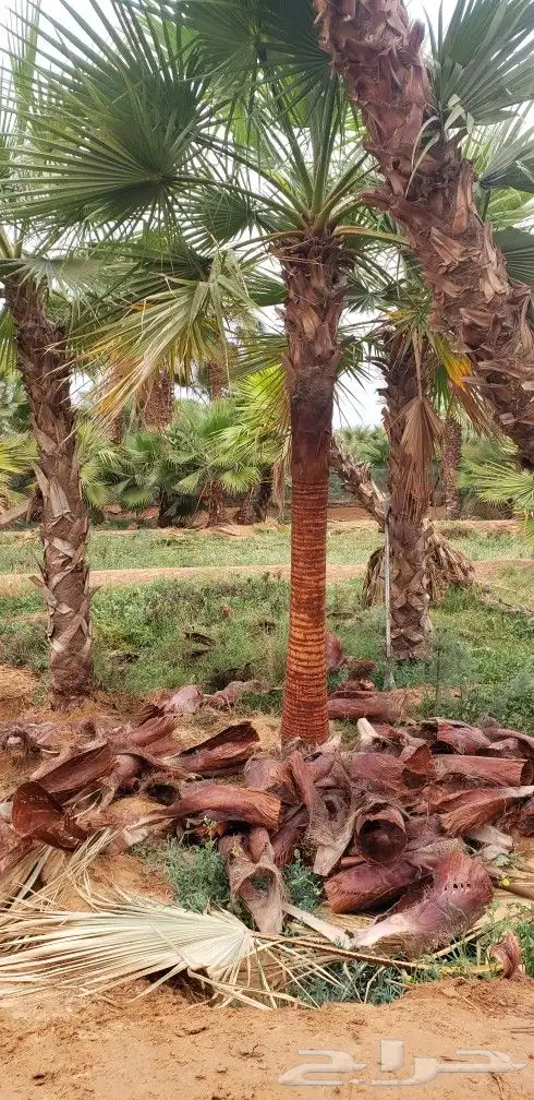 نخل واشنطني زينه جميع المقاسات متوفره توصيل وزراعه 19