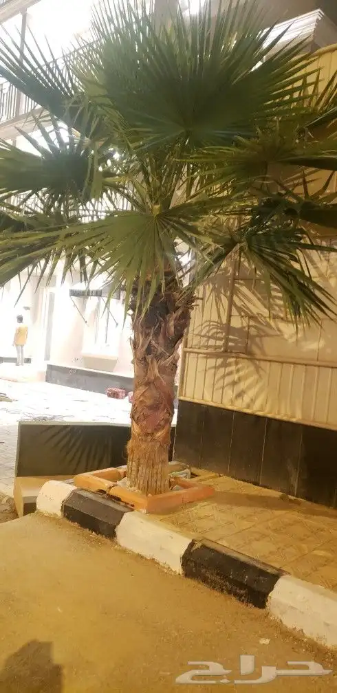 نخل واشنطني زينه جميع المقاسات متوفره توصيل وزراعه 17