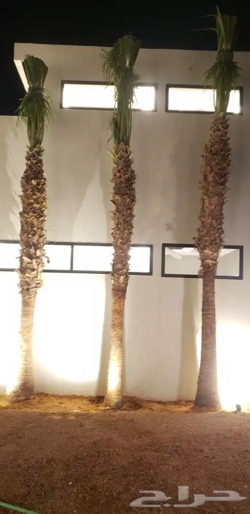 نخل واشنطني زينه جميع المقاسات متوفره توصيل وزراعه 16