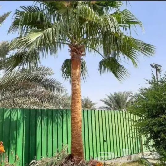 نخل واشنطني زينه جميع المقاسات متوفره توصيل وزراعه 10