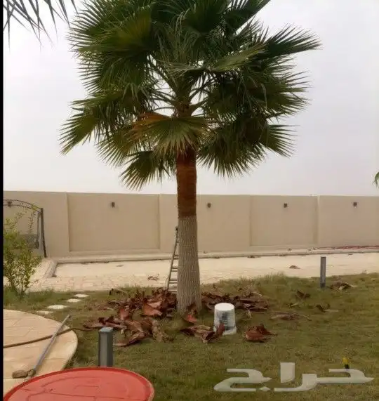 نخل واشنطني زينه جميع المقاسات متوفره توصيل وزراعه 4