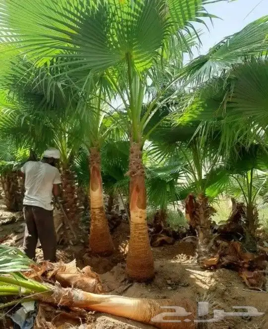 نخل واشنطني زينه جميع المقاسات متوفره توصيل وزراعه 14