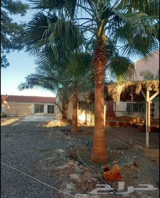 نخل واشنطني زينه جميع المقاسات متوفره توصيل وزراعه 3