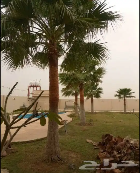 نخل واشنطني زينه جميع المقاسات متوفره توصيل وزراعه 5