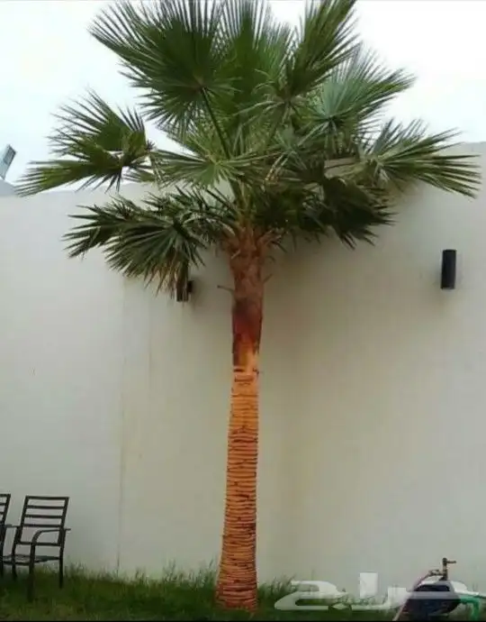 نخل واشنطني زينه جميع المقاسات متوفره توصيل وزراعه 11