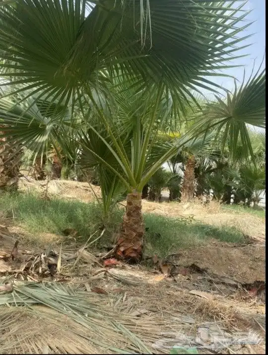 نخل واشنطني زينه جميع المقاسات متوفره توصيل وزراعه 1
