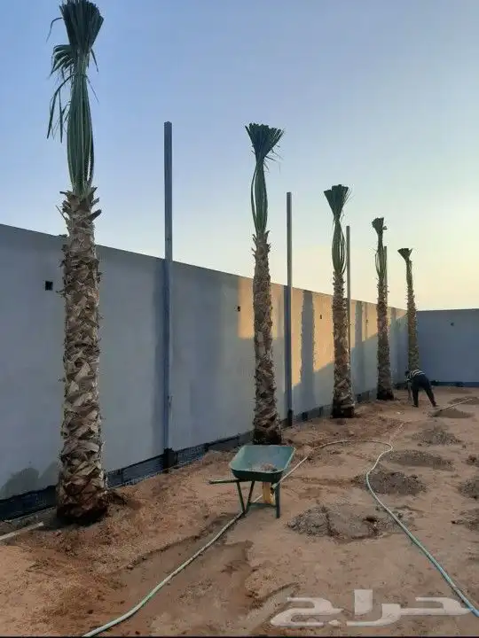 نخل واشنطني زينه جميع المقاسات متوفره توصيل وزراعه 8