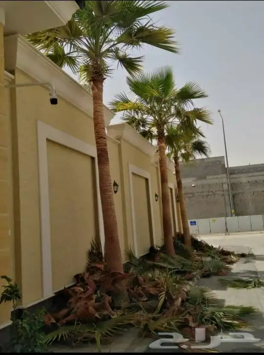 نخل واشنطني زينه جميع المقاسات متوفره توصيل وزراعه 7