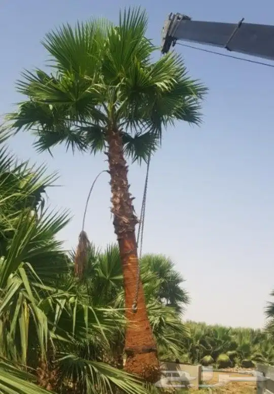 نخل واشنطني زينه جميع المقاسات متوفره توصيل وزراعه 13