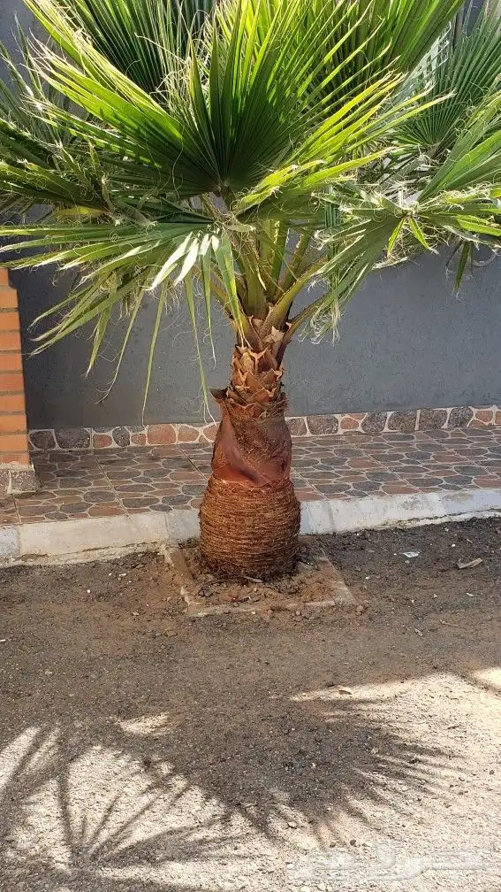 نخل واشنطني زينه جميع المقاسات متوفره توصيل وزراعه 20
