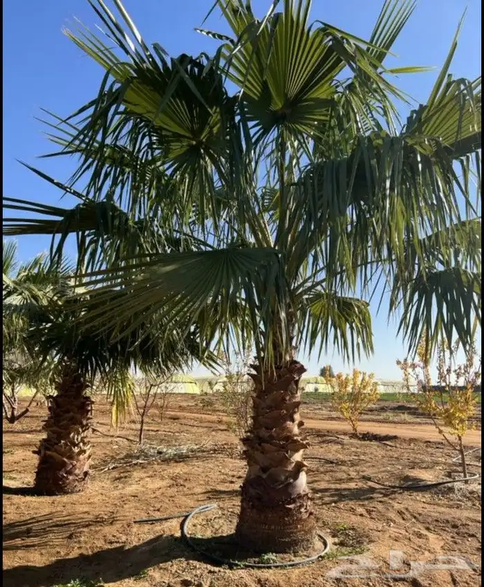 نخل واشنطني زينه جميع المقاسات متوفره توصيل وزراعه 9