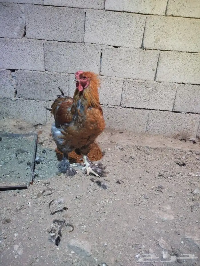 ديوك براهما 5