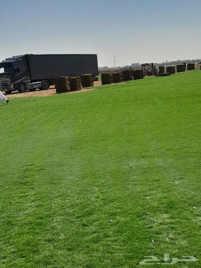 ثيل سي الفين 0