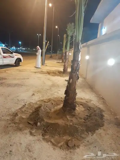 يوجد لدينا جميع انواع النخيل العربي ولواشنطن ابومروحه 8