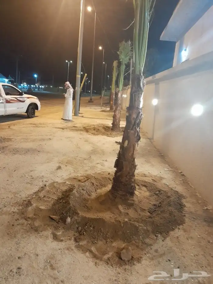 يوجد لدينا جميع انواع النخيل العربي ولواشنطن ابومروحه 8