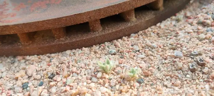 قطع غيار صابونه بيوك 94-95-96 19