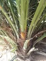 فروخ طيبه ومضمونه علا اشرط 0
