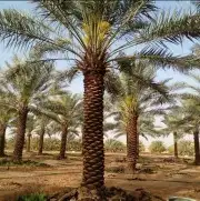 نقوم بتركيب الشبوك بجميع انواعها وتوريد انخيل وزرعها الوشنطن 5