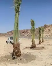 نقوم بتركيب الشبوك بجميع انواعها وتوريد انخيل وزرعها الوشنطن 8