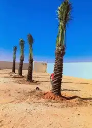 نقوم بتركيب الشبوك بجميع انواعها وتوريد انخيل وزرعها الوشنطن 9