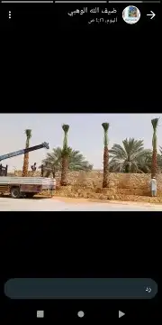 نقوم بتركيب الشبوك بجميع انواعها وتوريد انخيل وزرعها الوشنطن 7