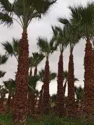 نقوم بتركيب الشبوك بجميع انواعها وتوريد انخيل وزرعها الوشنطن 6