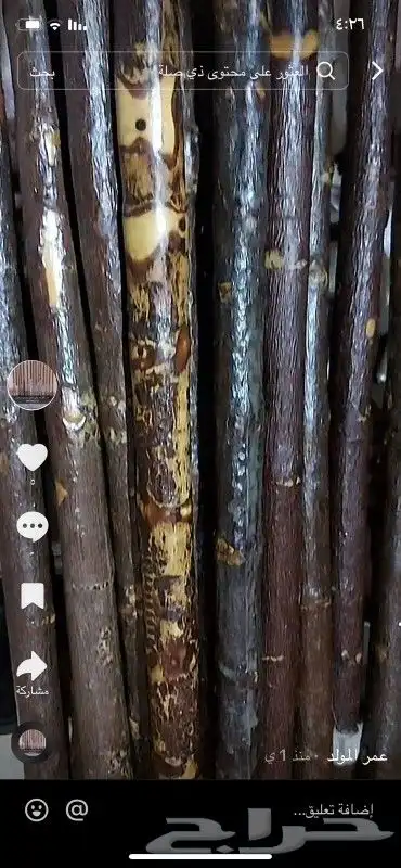 عصي مزمار النوع لوز وخرونوب مصري عصي قصب مصري وعصي بومب هندي 1