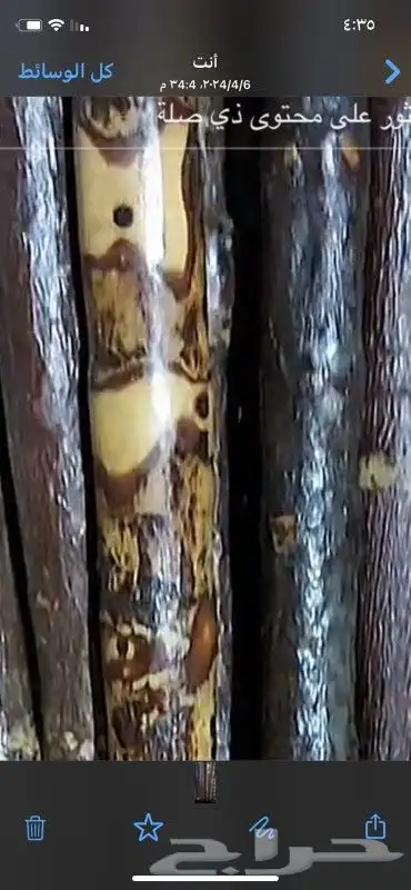 عصي مزمار النوع لوز وخرونوب مصري عصي قصب مصري وعصي بومب هندي 0