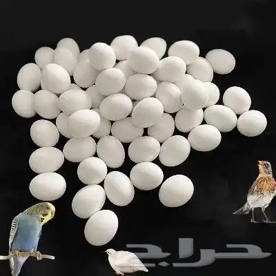 بيض صناعي للحمام والدجاج والطيور المغرده 6