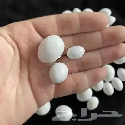 بيض صناعي للحمام والدجاج والطيور المغرده 7