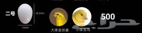 بيض صناعي للحمام والدجاج والطيور المغرده 2