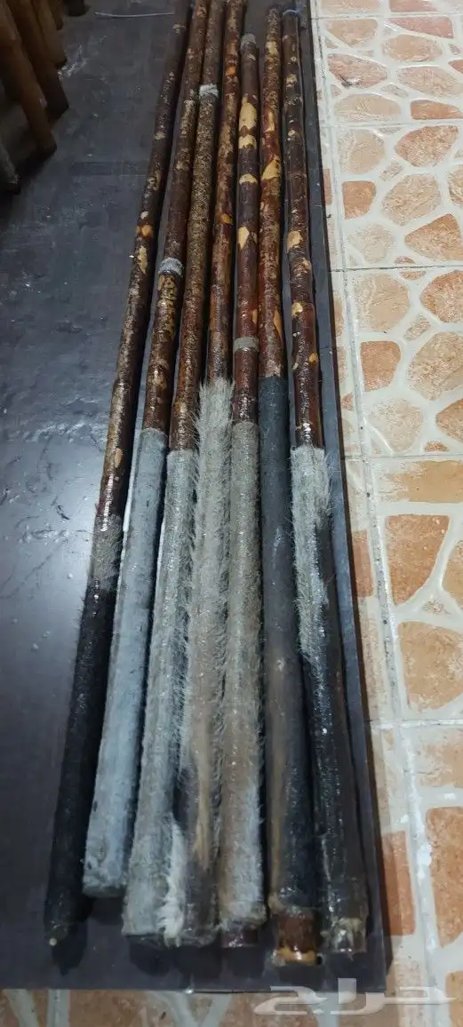 عصي مزمار النوع لوز وخرونوب مصري عصي قصب مصري وعصي بومب هندي 6