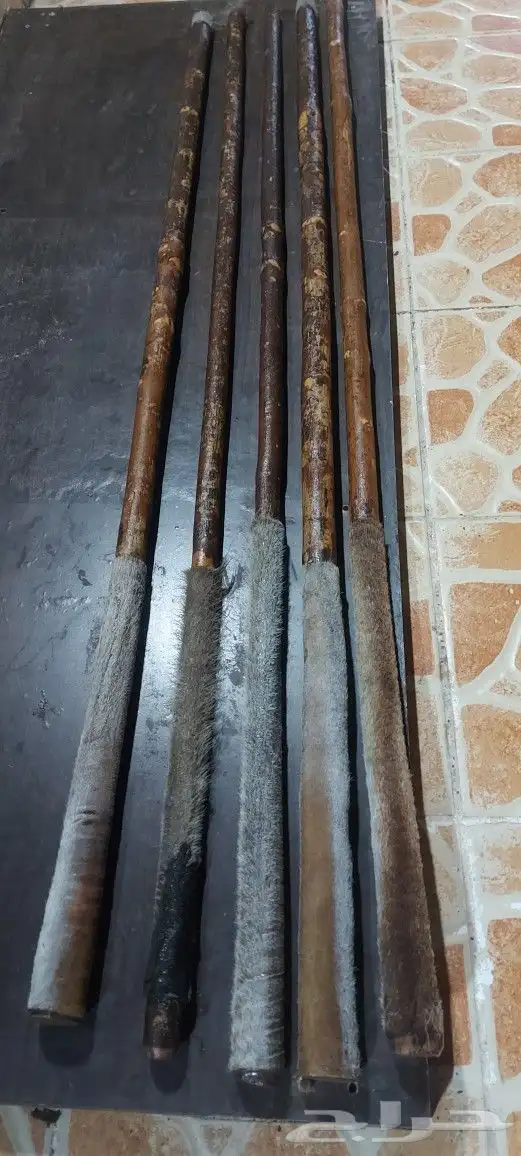 عصي مزمار النوع لوز وخرونوب مصري عصي قصب مصري وعصي بومب هندي 2