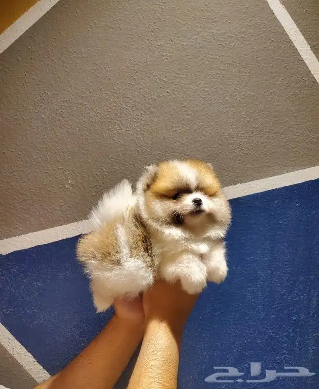 كلب بومرينيان لون مميز 2