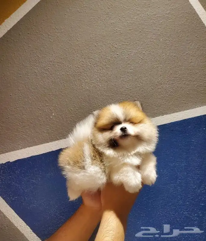 كلب بومرينيان لون مميز 1