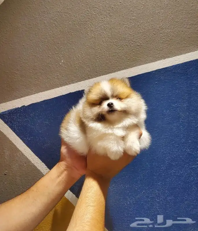 كلب بومرينيان لون مميز 0