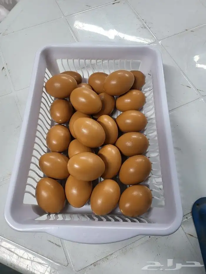 بيض صناعي للحمام والدجاج والطيور المغرده 9