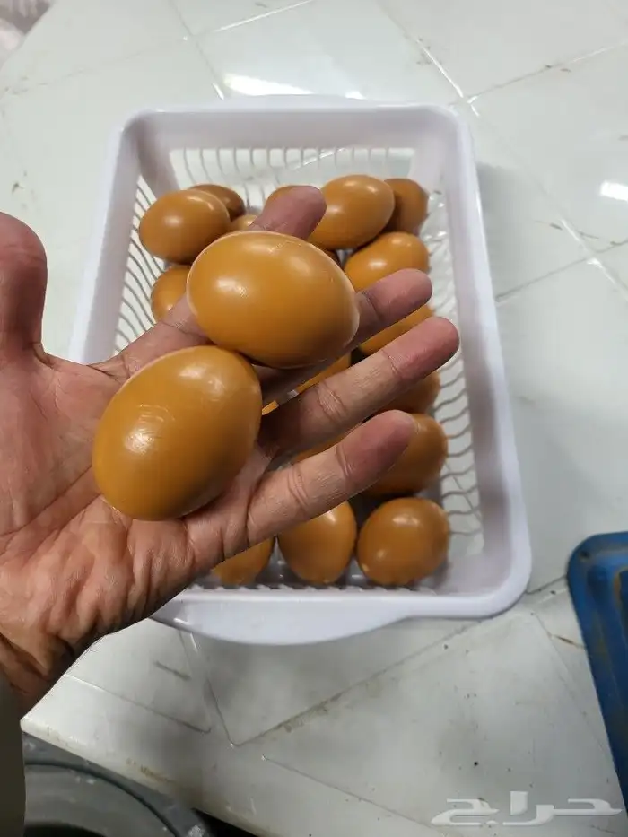 بيض صناعي للحمام والدجاج والطيور المغرده 8