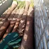 نخل واشنطن زينه لبيع 4